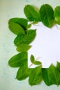 Green leafs frame abstract background  on white Royalty Free Stock Photo