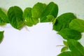 Green leafs frame abstract background  on white Royalty Free Stock Photo