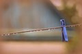 Plastic clothespin on wet wire after rain in the backyard Royalty Free Stock Photo