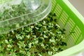 Plastic container with mesh, for microgreen, young sprouts of broccoli plants on white background closeup Royalty Free Stock Photo