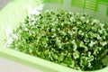 Plastic container with mesh, for microgreen, young sprouts of broccoli plants on white background closeup Royalty Free Stock Photo