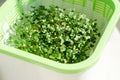 Plastic container with mesh, for microgreen, young sprouts of broccoli plants on white background closeup Royalty Free Stock Photo