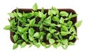 Plastic container with pepper seedlings plants isolated