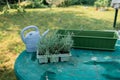Plastic container for seedlings for transplanting with young plants of garden lavender. Gardening concept, summer Royalty Free Stock Photo