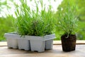 Plastic container for seedlings for transplanting with young plants of garden lavender, Lavandula on terrace, young plants, Royalty Free Stock Photo