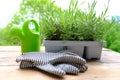 Plastic container for seedlings for transplanting with young plants of garden lavender, Lavandula on terrace, young lavender Royalty Free Stock Photo