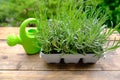Plastic container for seedlings for transplanting with young plants of garden lavender, Lavandula on terrace, young lavender Royalty Free Stock Photo
