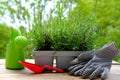 Plastic container for seedlings for transplanting with young plants of garden lavender, Lavandula on terrace, young lavender Royalty Free Stock Photo