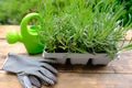 Plastic container for seedlings for transplanting with young plants of garden lavender, Lavandula on terrace, young lavender Royalty Free Stock Photo