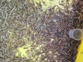 plastic containers full of many living mealworms Royalty Free Stock Photo