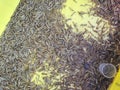 plastic containers full of many living mealworms Royalty Free Stock Photo