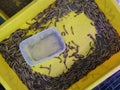 plastic containers full of many living mealworms Royalty Free Stock Photo