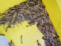 plastic containers full of many living mealworms Royalty Free Stock Photo
