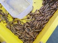 plastic containers full of many living mealworms Royalty Free Stock Photo