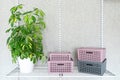 Plastic containers with lids and a schefflera houseplant in a white pot on a metal shelf. Fragment of a metal storage