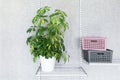 Plastic containers with lids and a schefflera houseplant in a white pot on a metal shelf. Fragment of a metal storage