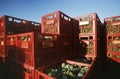 Plastic crates filled with harvested Chardonnay wine grapes Yarra Valley Victoria Australia