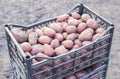 Plastic crates with potatoes Royalty Free Stock Photo