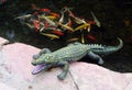 Plastic Crocodile lies on the bank of a pond Royalty Free Stock Photo