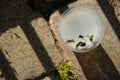In a plastic cup containing a white, cloudy liquid, wasps and a fly flew and died Royalty Free Stock Photo