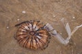 Plastic cup and dead jellyfish on the beach