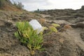 Plastic cup discarded on sea fennel plants ecosystem, environmental waste pollution