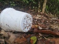 Plastic cup and the pollution on mangrove