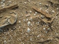 Plastic debris bottlecaps styrofoam garbage on beach