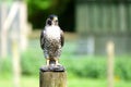 Plastic decoy Sparrowhawk bird deterrent Royalty Free Stock Photo