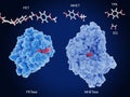 Plastic degrading enzymes: PETase and MHETase