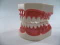 Plastic dental teeth Royalty Free Stock Photo