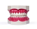 Plastic dentures on white