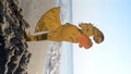Plastic figure young people love girl guy hugging sand beach sea coast Vertical