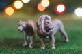 Plastic figurines of a couple of lions in a savannah-like environment at night