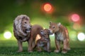 Plastic figurines of a family of lions in a savannah-like environment at night