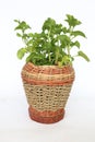 Plastic Flower is in wicker basket or rattan basketry or rattan pot isolated on white background. decoration for interior.