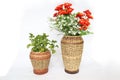 Plastic Flower is in wicker basket or rattan basketry or rattan pot isolated on white background. decoration for interior.