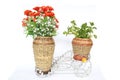 Plastic Flower is in wicker basket or rattan basketry or rattan pot isolated on white background. decoration for interior.