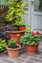 Plastic flowerpots light green and dark violet sweet potato wine and red pelargoniums