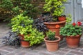 Plastic flowerpots light green and dark violet sweet potato wine and red pelargoniums