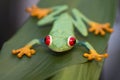 Plastic frog on a leaf Royalty Free Stock Photo