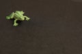 Plastic frog toy isolated on a black background Royalty Free Stock Photo