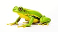 plastic frog toy on a white background, cut Sits Royalty Free Stock Photo
