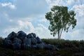 Plastic garbage bags near the tree