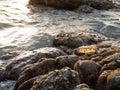 Plastic garbage bottles that have been dumped in the sea, have barnacles and are placed on rocks