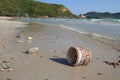 Plastic garbage with clams on the beach