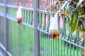 Plastic garbage, plastic bag used for sparkling water was left on fence in city