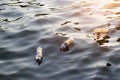 Plastic garbage in the river on sunset, environment concept