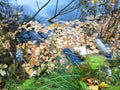 Plastic and glass in the forest, in the lake, garbage in nature, ecology in danger