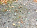 Plastic and glass in the forest, in the lake, garbage in nature, ecology in danger Royalty Free Stock Photo